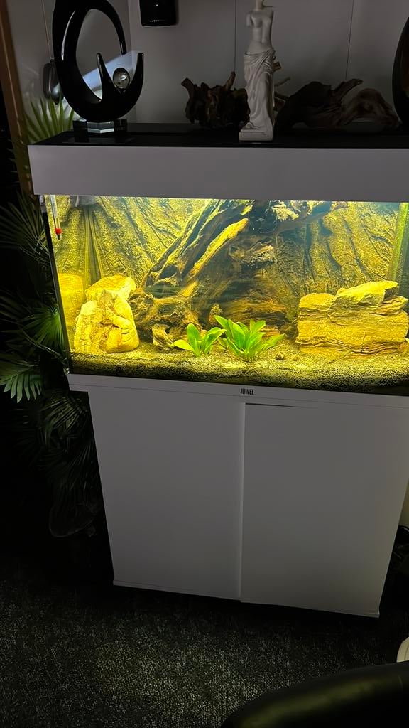 Nu ophalen voor €175 !!! Juwel Rio125 LED125LCompleet!, Ophalen, Zo goed als nieuw, Gevuld zoetwateraquarium