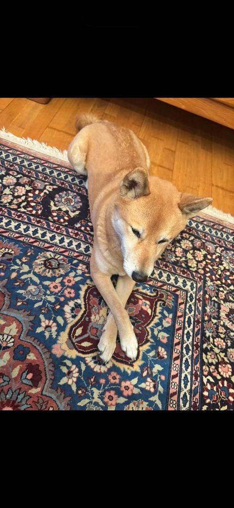 Shiba Inu reu, Dieren en Toebehoren, Honden | Dekreuen, Reu, Particulier, Eén hond, Buitenland, 3 tot 5 jaar, CDV (hondenziekte)