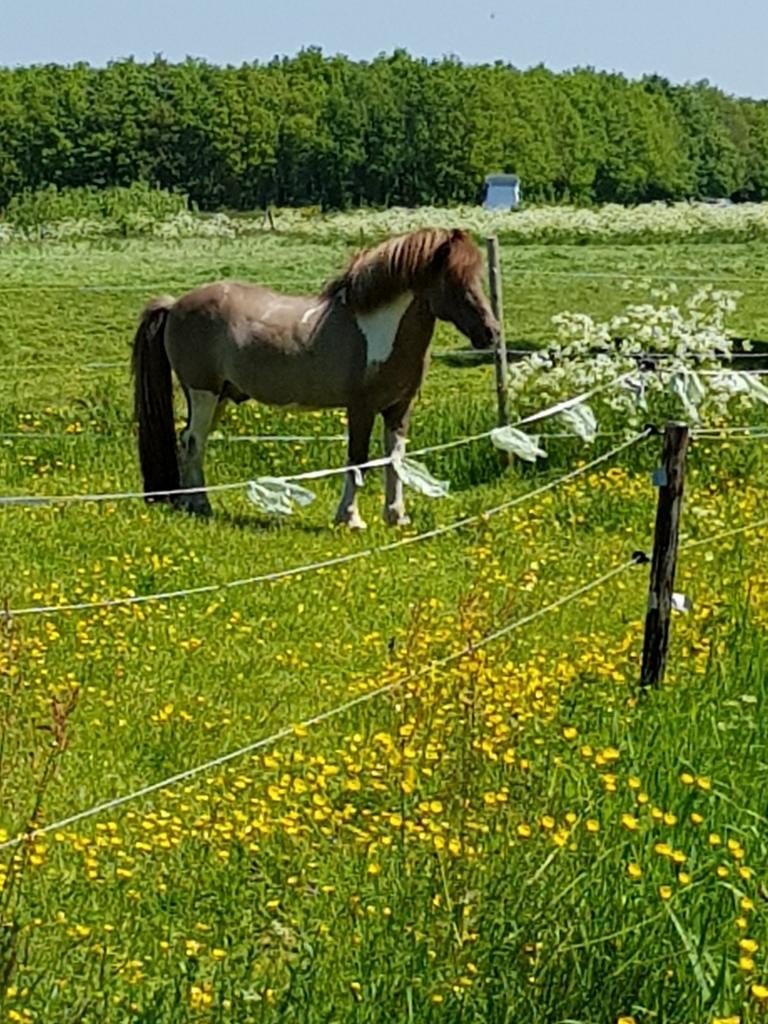 Valkbonte IJSLANDER DEKHENGST met wildkleur, crème-gen, bont, Dieren en Toebehoren, Paarden en Pony's | Dekhengsten en Fokmerries
