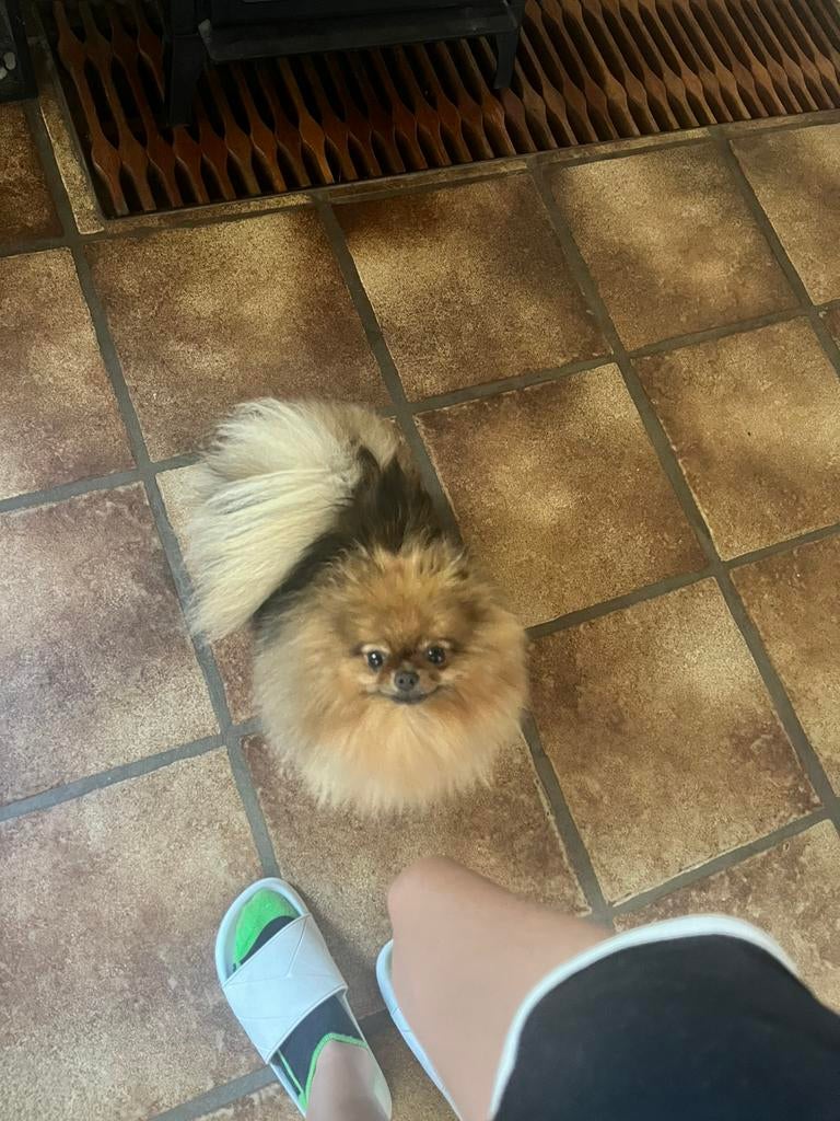 Lieve pomeranian teefje (fci stamboom), Keeshond, 1 tot 2 jaar, Teef, Parvo