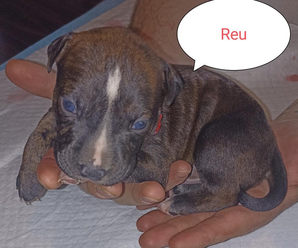 2 Laatste  Raszuivere amerikaanse Stafford pups beschikbaar, Dieren en Toebehoren, Honden | Jack Russells en Terriërs, 8 tot 15 weken