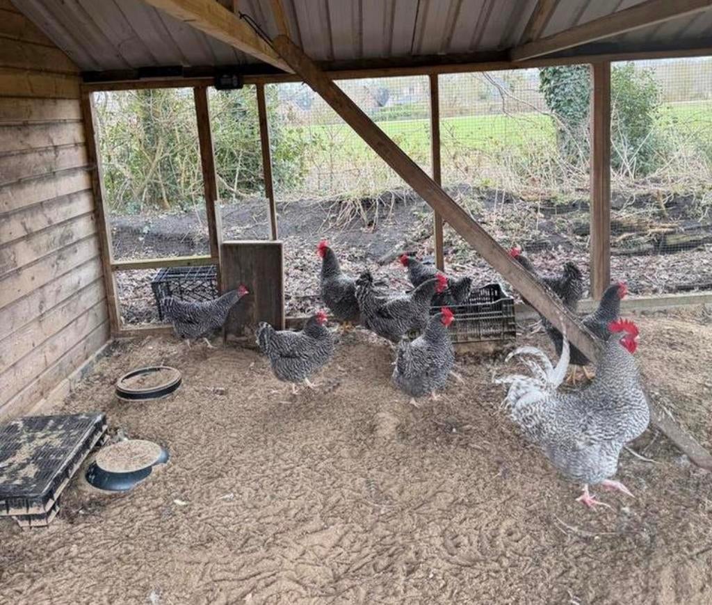 Noord Hollandse blauwe kuikens ongesext, Dieren en Toebehoren, Pluimvee, Kip