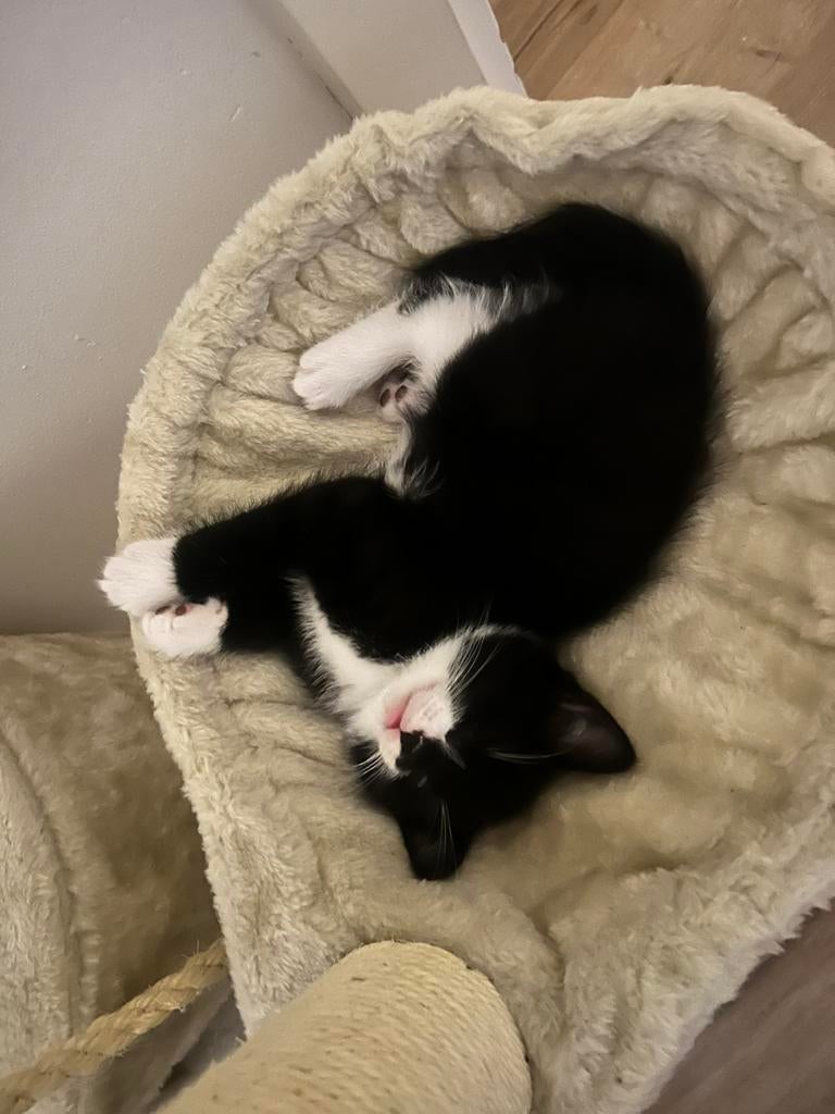 Kittens gekruisd/gemixte ras. Brits/ragdoll met Eu-korthaar, Poes