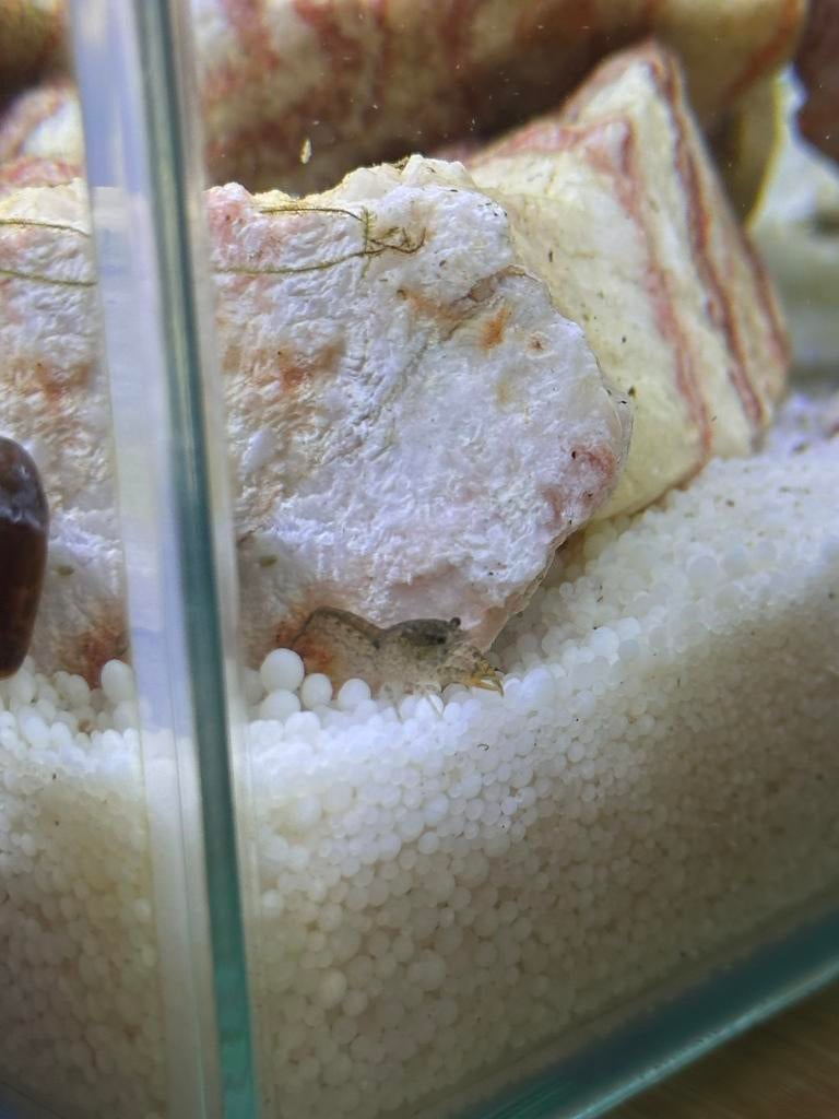 Blauw/grijs cpo kreeftjes, Dieren en Toebehoren, Kreeft, Krab of Garnaal