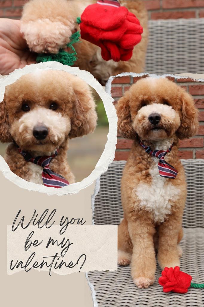 Dekreu Poedel, Labradoodle, Cocker Spaniel, Poedel dekreu, Dieren en Toebehoren, Reu, Parvo, Eén hond, 3 tot 5 jaar