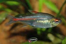 Vuurneon - Hemigrammus erythrozonus bij Koidreams Valburg, Dieren en Toebehoren, Vis, Zoetwatervis