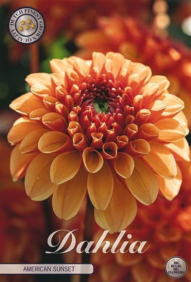 bloembollen, Ophalen, Voorjaar, Volle zon, Bloembol