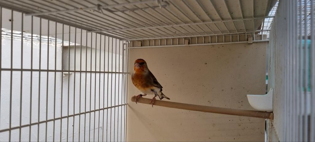 Bastaard Putter man, Dieren en Toebehoren, Mannelijk, Wildzangvogel, Geringd