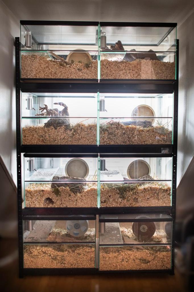 Hamsterflat met 8 gerbilariums, Minder dan 60 cm, Ophalen of Verzenden, Minder dan 75 cm, Nieuw
