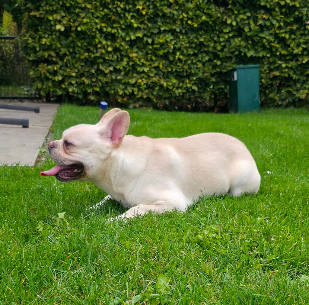 🥰 Super lieve franse Bulldog dekreu Storm ter dekking 🥰, Particulier, Reu, 1 tot 2 jaar, Buitenland