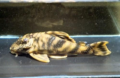 L-Nummers: L121 Peckoltia braueri, Dieren en Toebehoren, Vissen | Aquariumvissen, Zoetwatervis, Vis