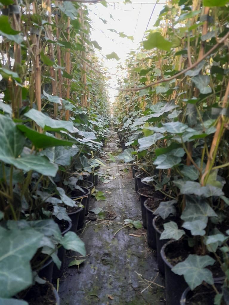 Hedera hibernica klimop 180cm/++, Ophalen, Overige soorten, 100 tot 250 cm