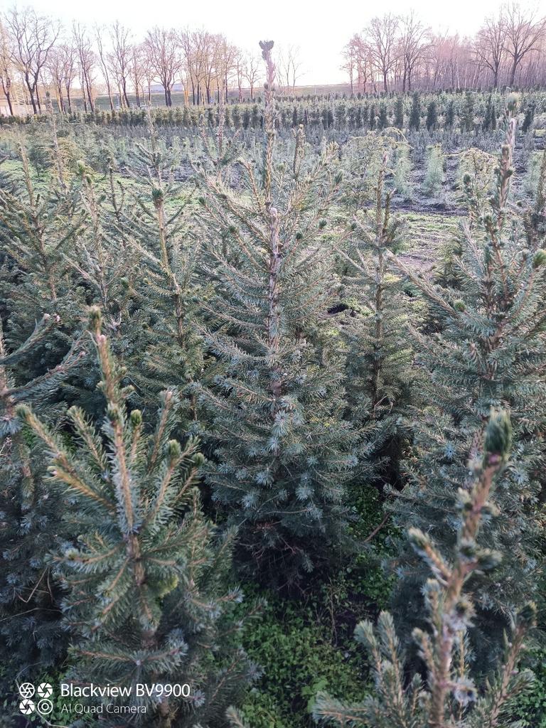 Kerstbomen picea omorika Servische fijnspar 60 tot 160cm, Ophalen of Verzenden, Overige soorten, Struik, Minder dan 100 cm