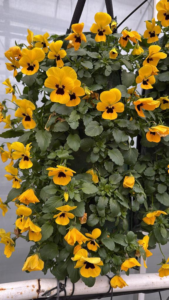 Viool zakken, Ophalen, Eenjarig, Overige soorten, Volle zon