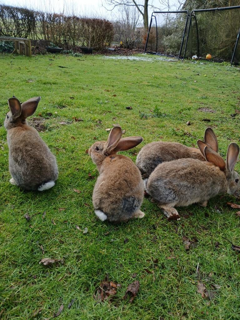 Vlaamse reus rammen, Mannelijk, Groot, 0 tot 2 jaar