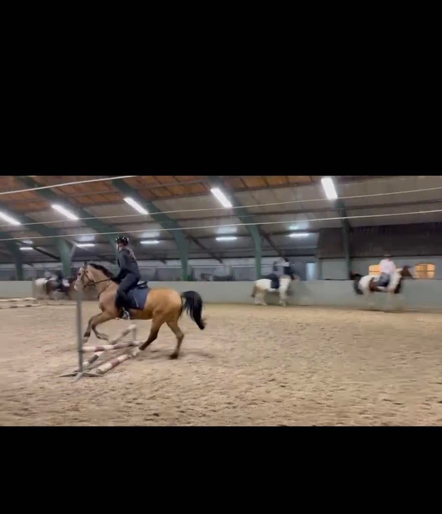 Verzorgpony gezocht Verzorger aangeboden, Dieren en Toebehoren, Ophalen of Verzenden