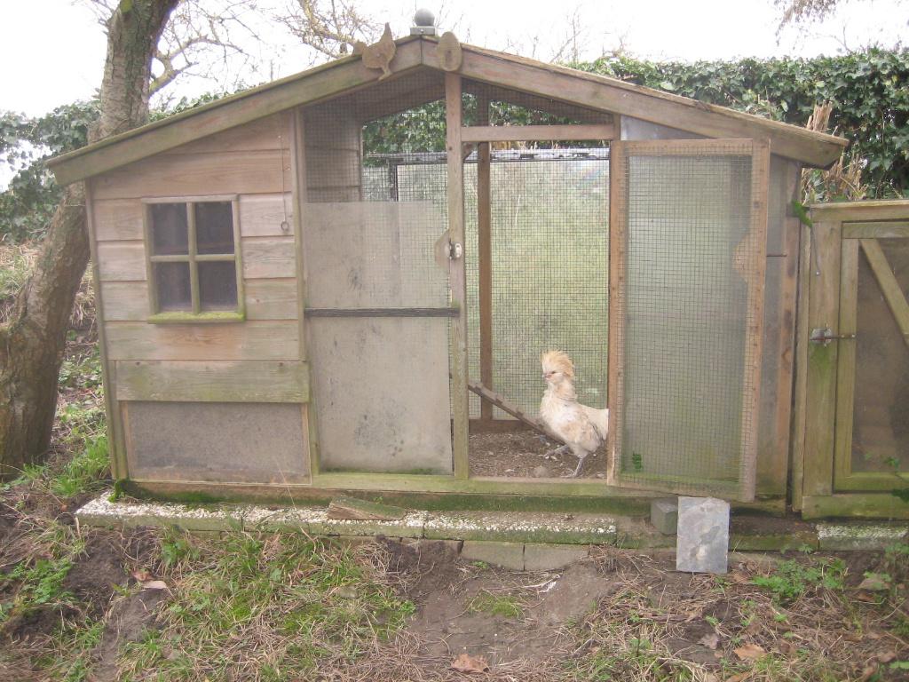 Haan, Dieren en Toebehoren, Pluimvee, Mannelijk, Kip