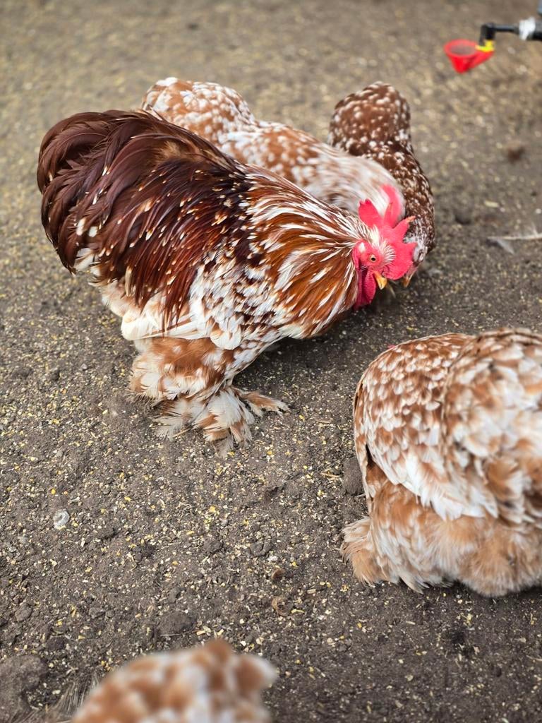 Broedeieren cochin kriel., Geslacht onbekend, Kip