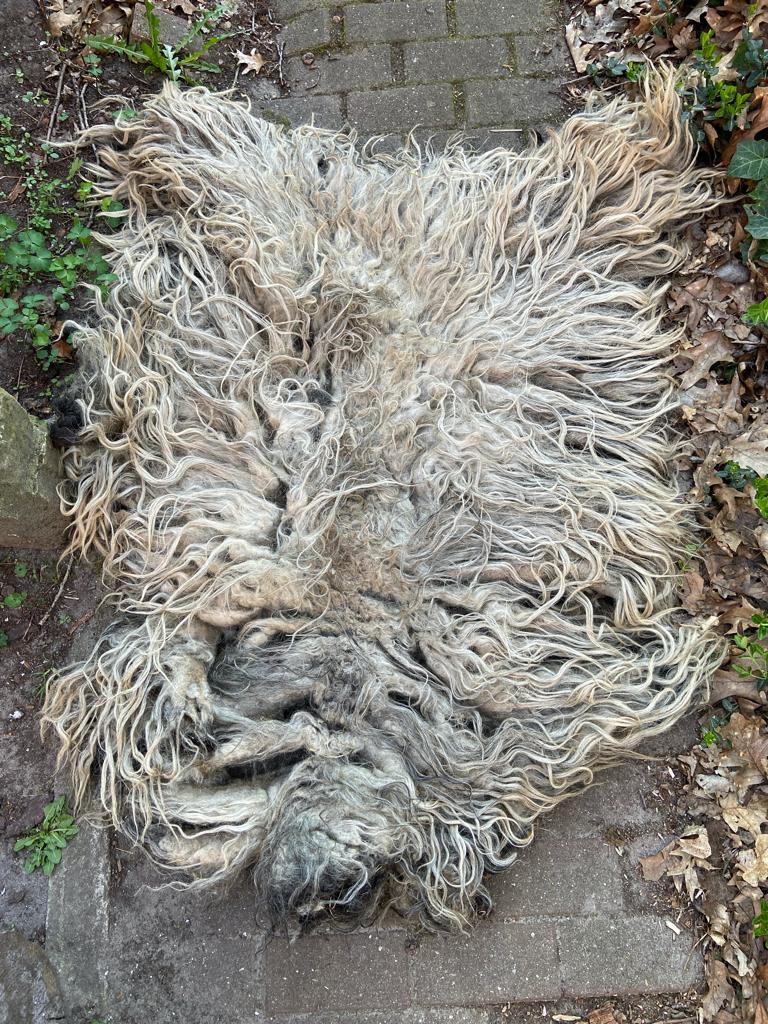 Mooie heidschnucken schapenvachten vacht vilt vachten bio, Ophalen of Verzenden, Nieuw, Los Vilt