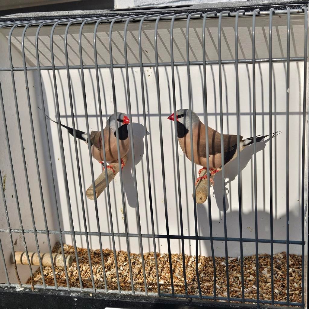 2 koppels spitsstaart amadines, Meerdere dieren, Tropenvogel