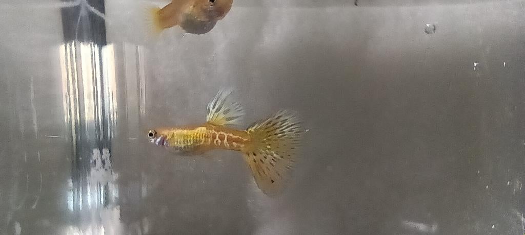 unieke guppen, Vis, Zoetwatervis