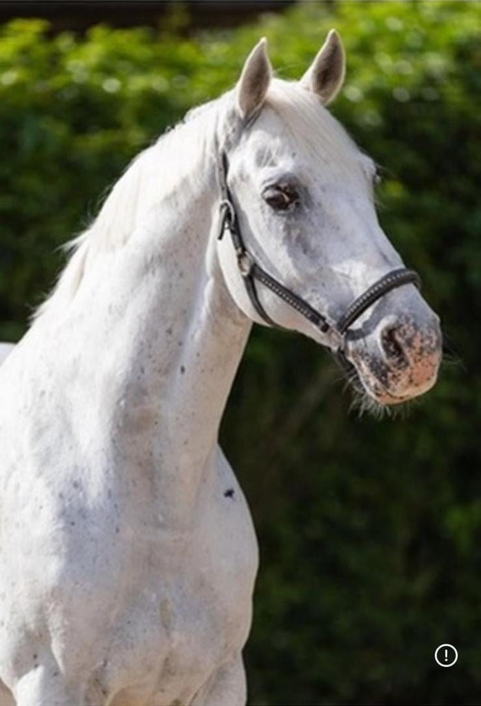 Z1 dressuurpony – Leermeester – 1.53 m, E pony (1.48m - 1.57m), Ruin, Dressuurpony, 11 jaar of ouder