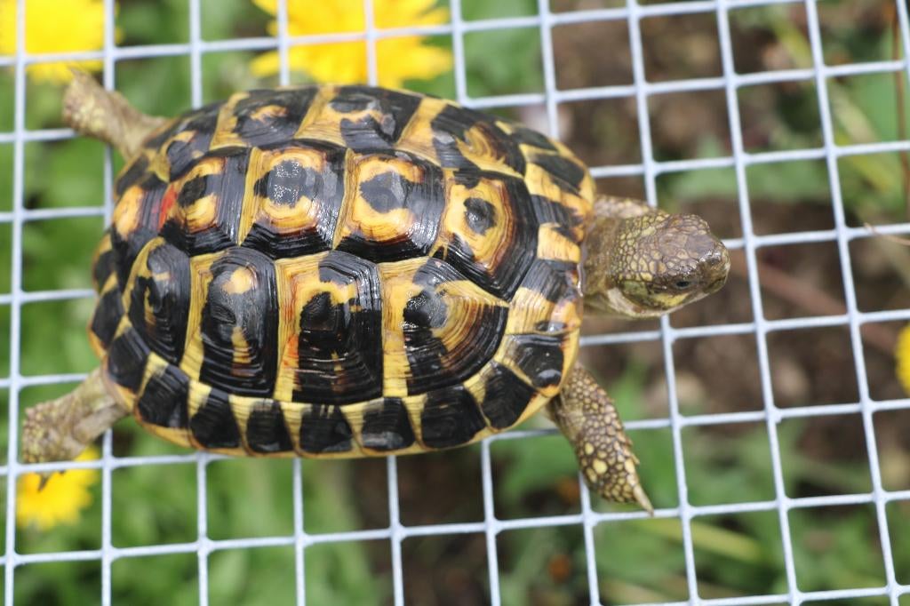 testudo hermanni hermanni griekse landschildpad Tortoise - female for sale from Wil