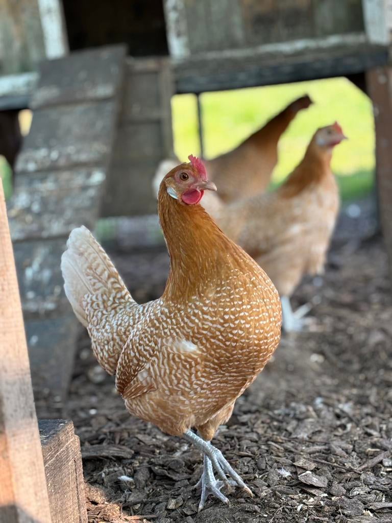 Friese hoen kippen te koop, Vrouwelijk, Kip