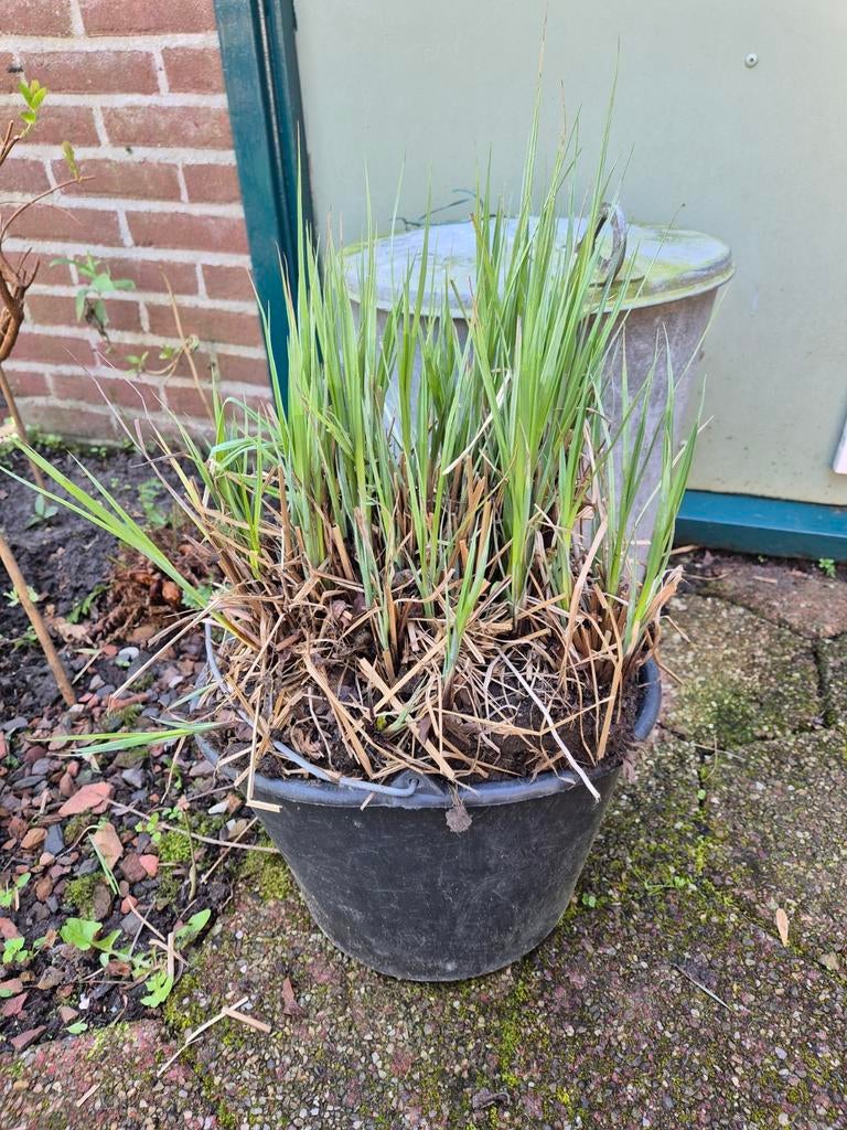 Siergras plant €5., Tuin en Terras, Planten | Tuinplanten, Ophalen