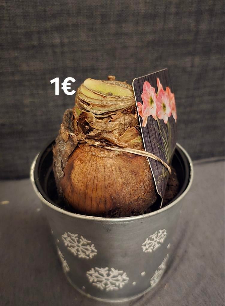 Amaryllis bol in pot, Ophalen
