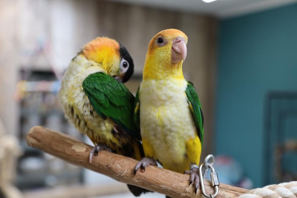 Jonge Baby Roestkop Caique´s | getest | Speels | Handtam, Dieren en Toebehoren, Vogels | Parkieten en Papegaaien, Meerdere dieren