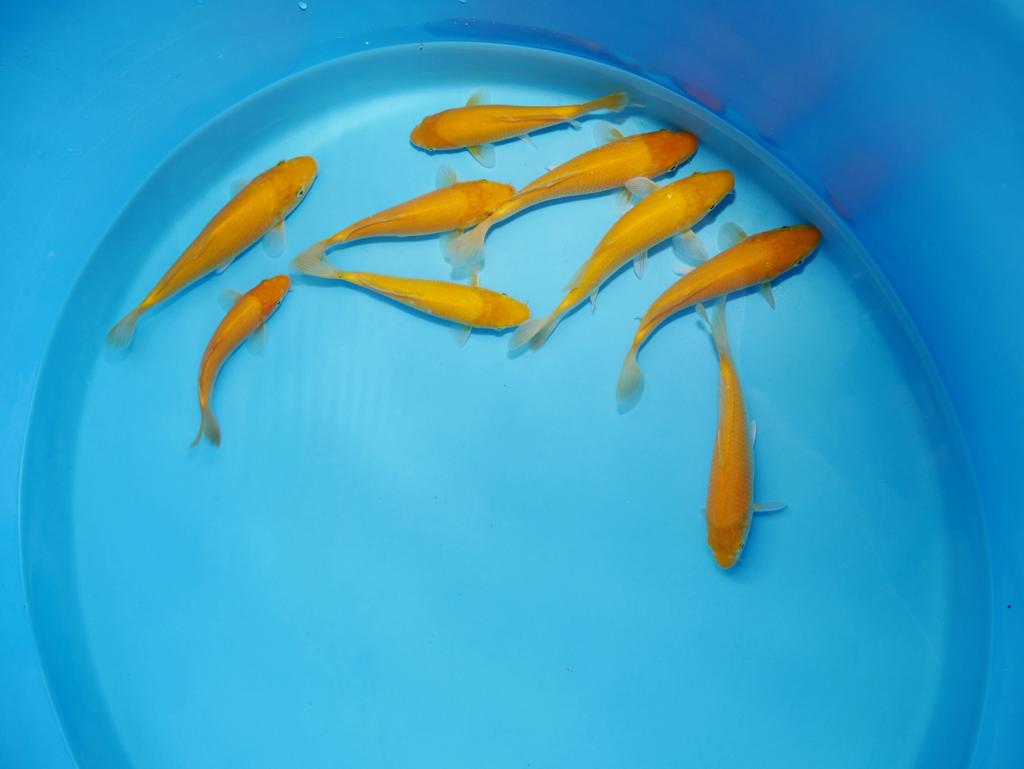 Win €1000 met deze Karashigoi grow wedstrijd Konishi blood, Karper of Koi