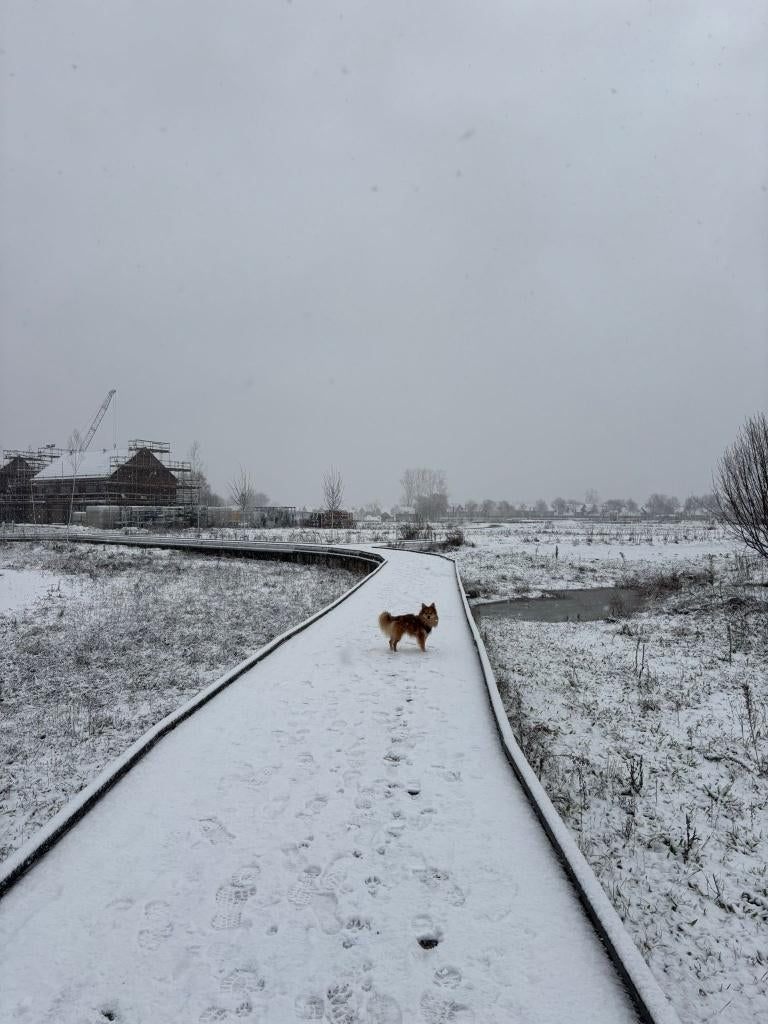 Hondenuitlaatservice, Dieren en Toebehoren, Ophalen of Verzenden, Nieuw