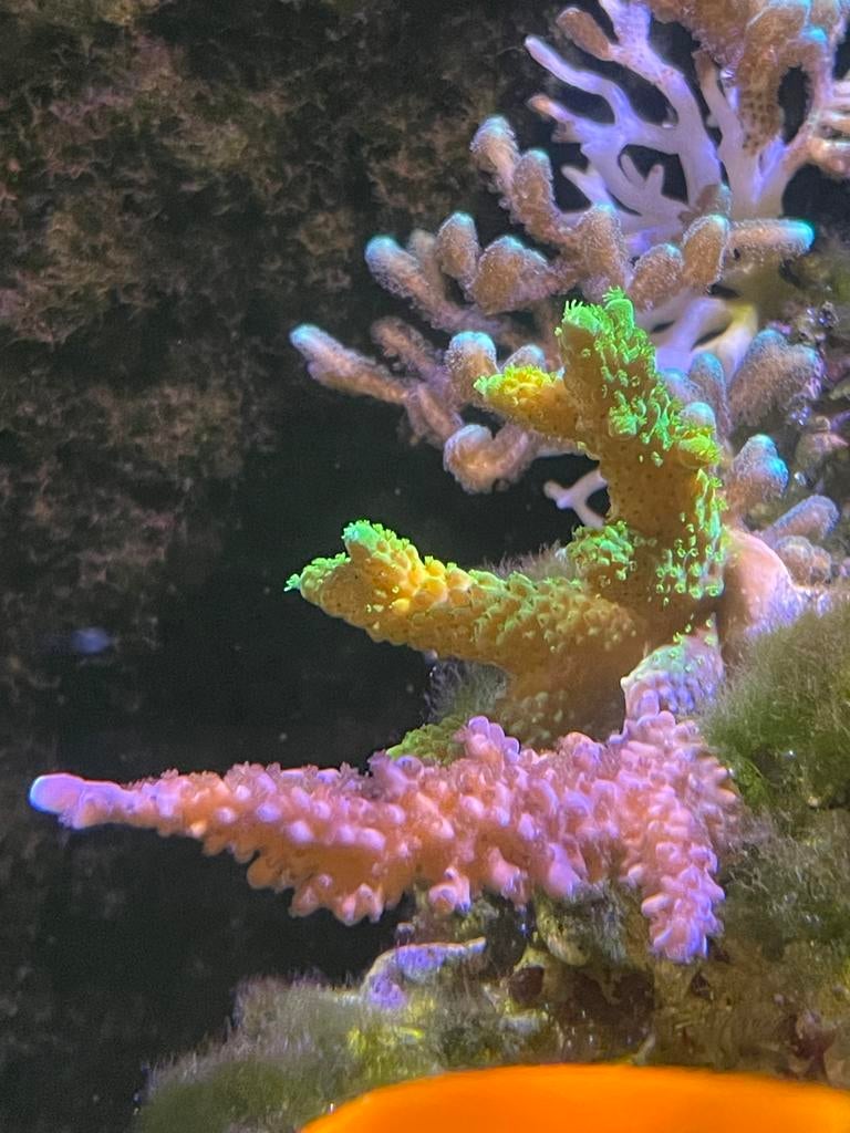 3 Acropora stekken, Dieren en Toebehoren, Vissen | Aquariumvissen, Overige typen