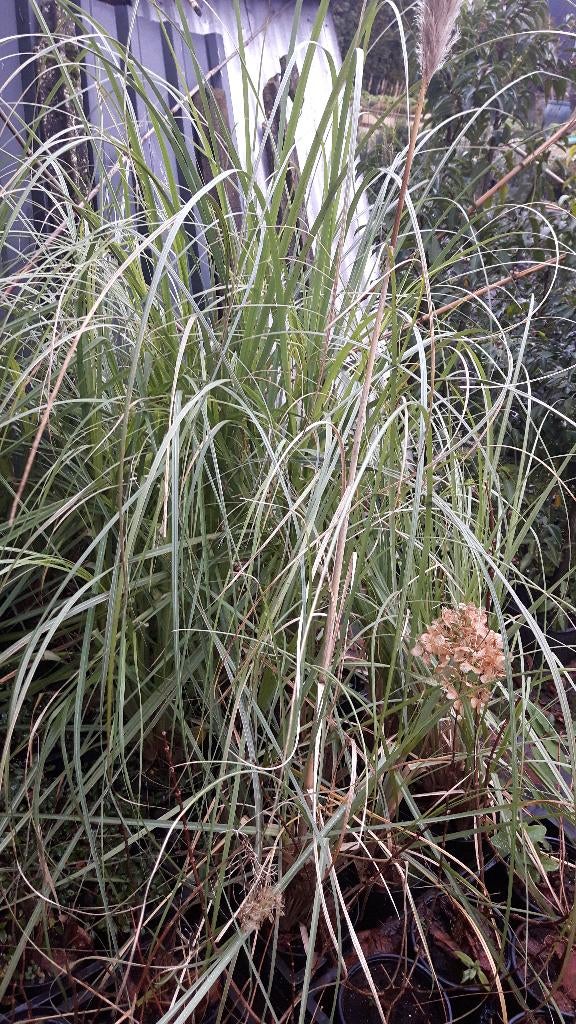 Pampasgras, Ophalen, Overige soorten, Halfschaduw