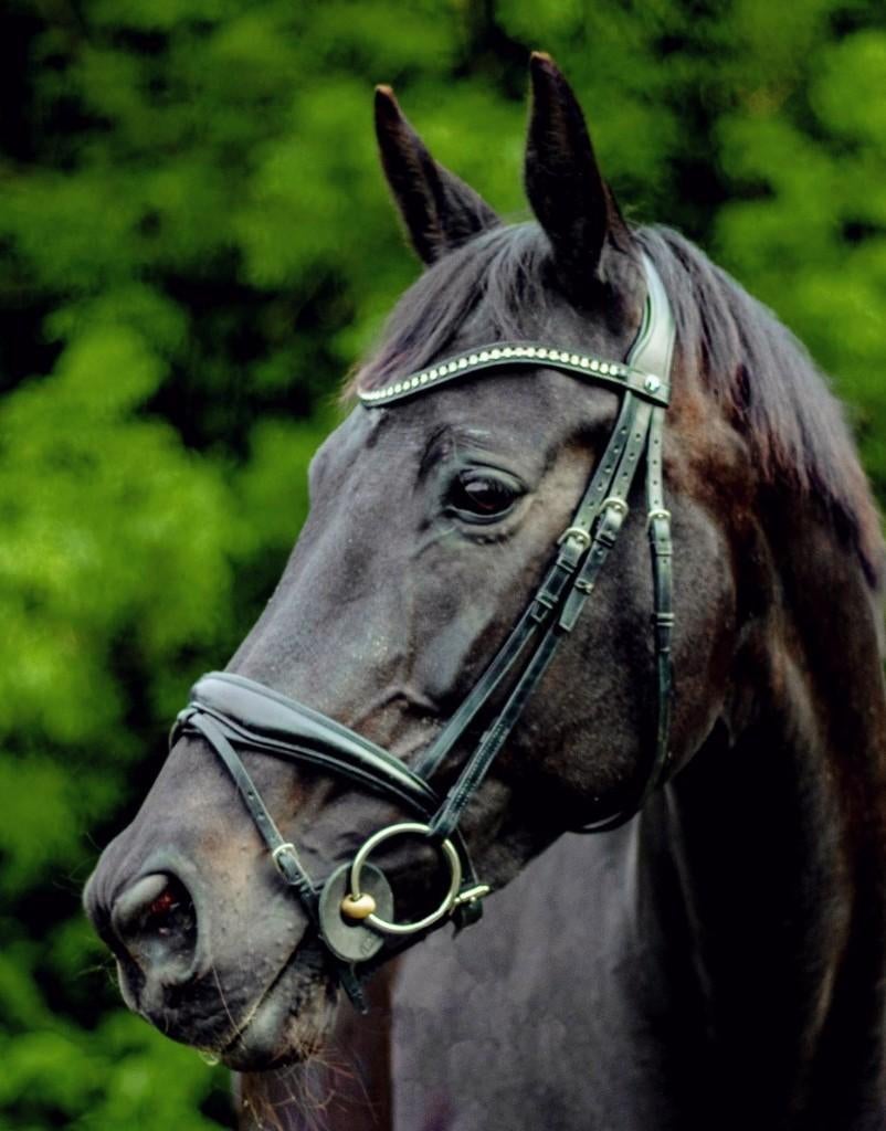 Hoofdstel Passier  €150, Dieren en Toebehoren, Ophalen of Verzenden, Zo goed als nieuw, Dressuur