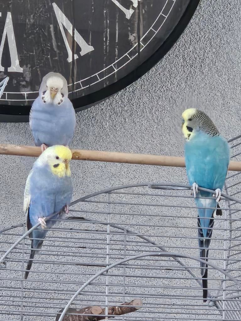 Grasparkieten, Dieren en Toebehoren, Vogels | Parkieten en Papegaaien, Meerdere dieren, Parkiet