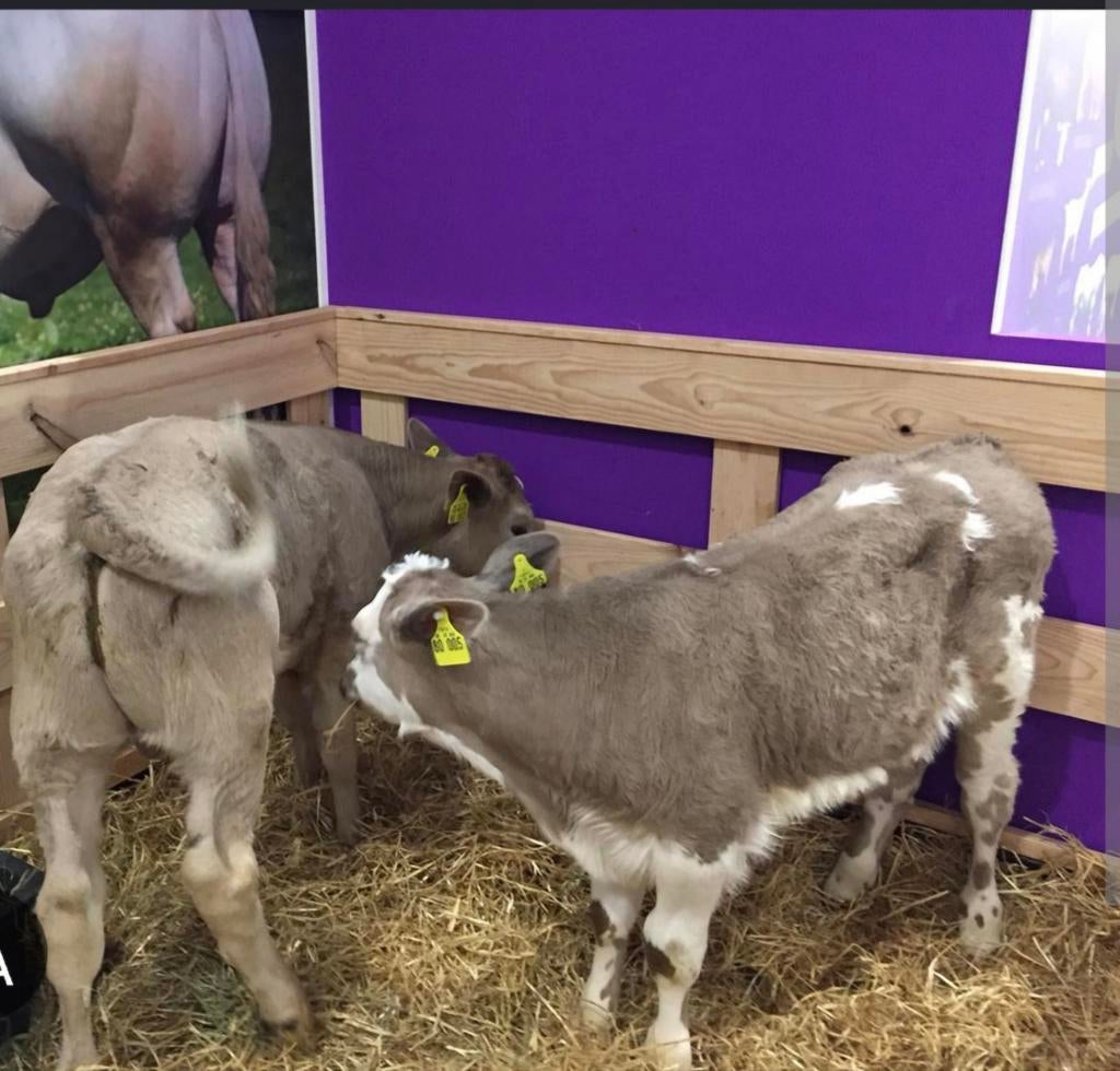 Gezocht Blonde d'Aq, Hereford, Limousin, piemontese, inra 95, Dieren en Toebehoren, Runderen, Vrouwelijk, 0 tot 2 jaar