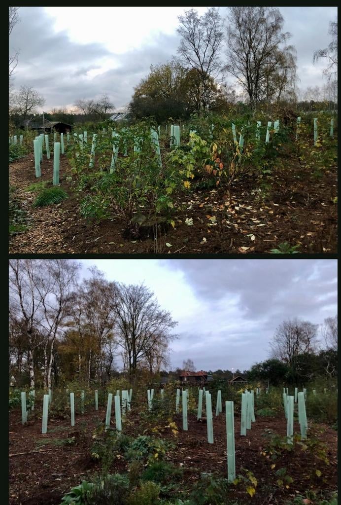 Boombeschermers voor jonge aanplant omgeving Nijmegen, Ophalen, Volle zon, Overige soorten