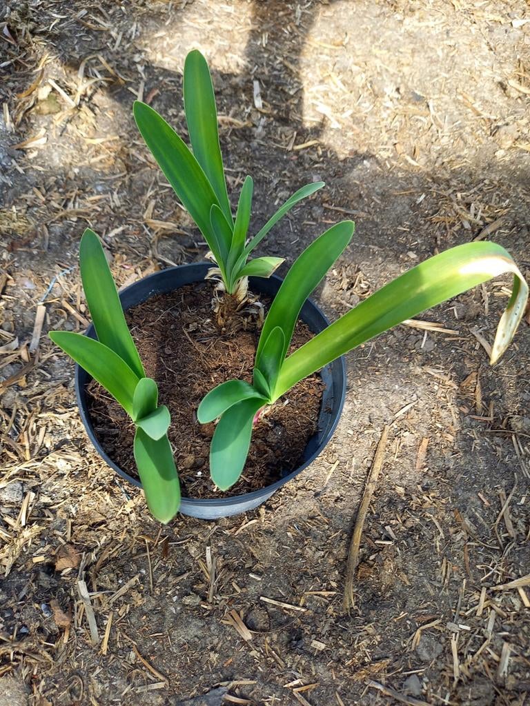 Blauwe Agapanthus africanus 3 planten in 1 pot voor € 10, Dieren en Toebehoren, Amfibie, 0 tot 2 jaar