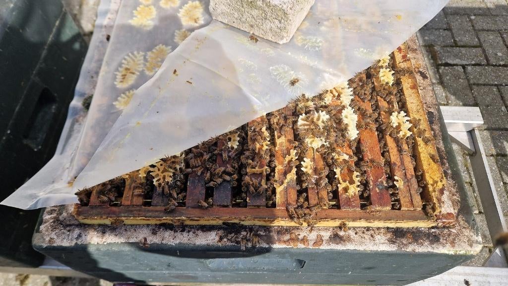 Bijenvolken Buckfast en Carnica wegens stopzetting imkerij, Dieren en Toebehoren, Insecten en Spinnen, Bijen