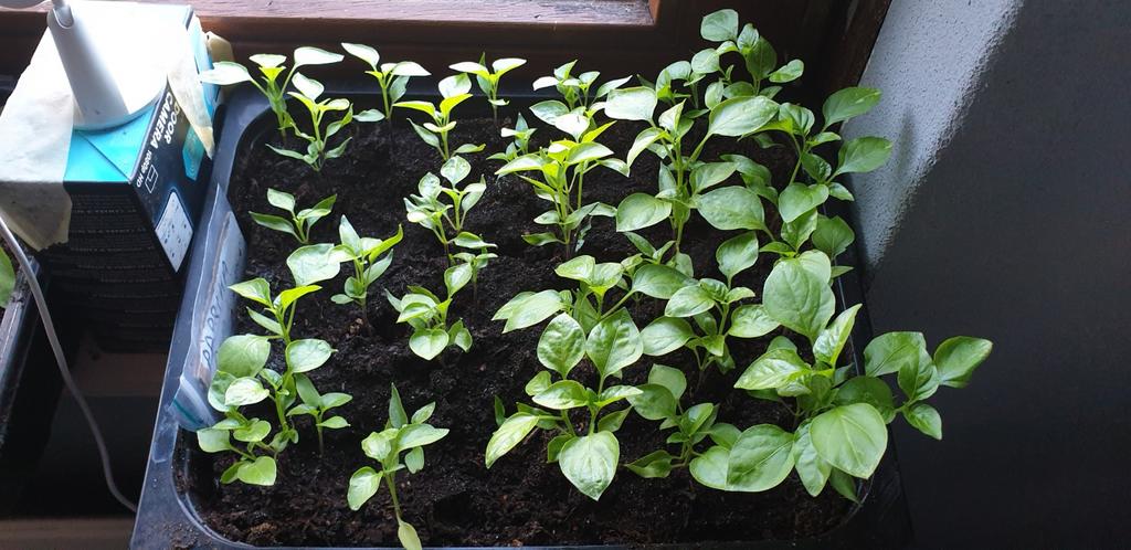 PAPRIKA en PEPER  PLANTJES, Tuin en Terras, Planten | Tuinplanten, Ophalen of Verzenden, Eenjarig, Groenteplanten, Volle zon