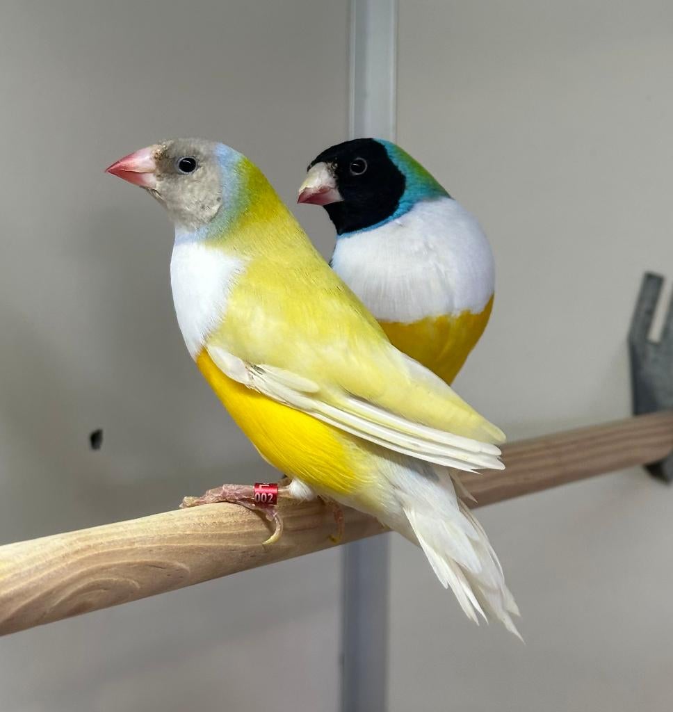 Gouldamadines mannen, Mannelijk