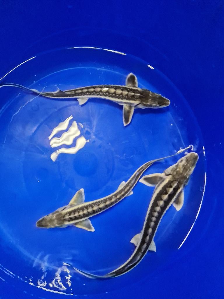 Diamant steur, Steur