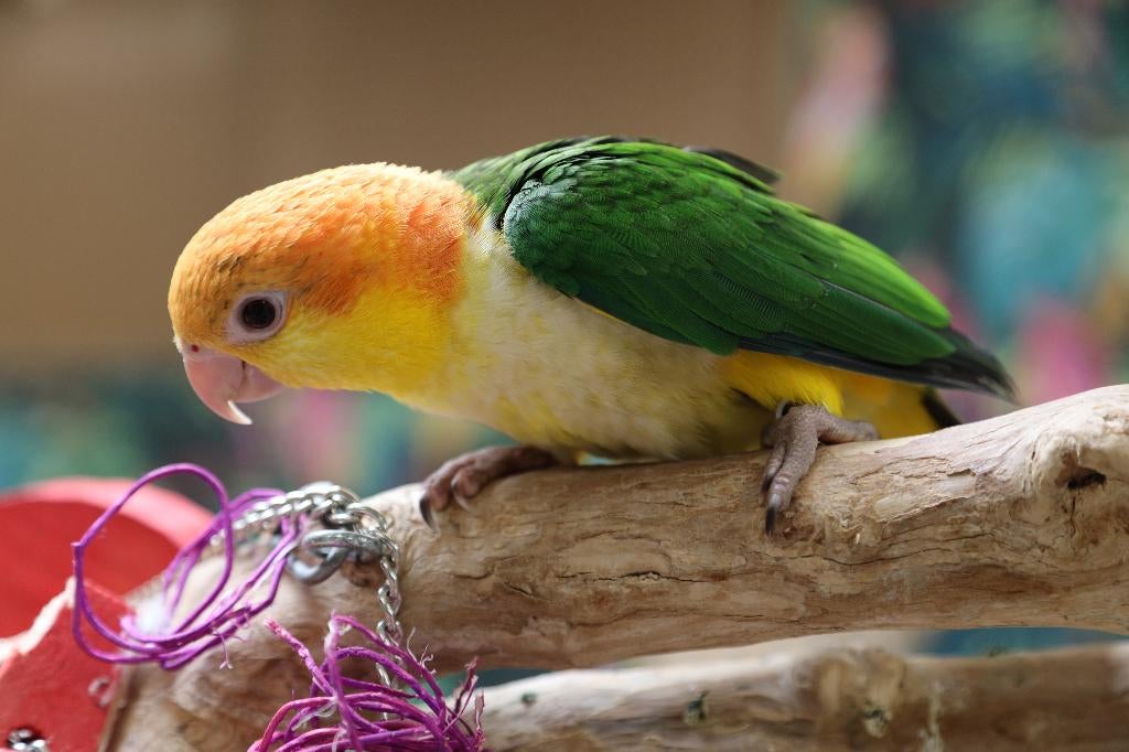 Jonge Baby Roestkop Caique´s | getest | Speels | Handtam, Dieren en Toebehoren, Vogels | Parkieten en Papegaaien, Meerdere dieren
