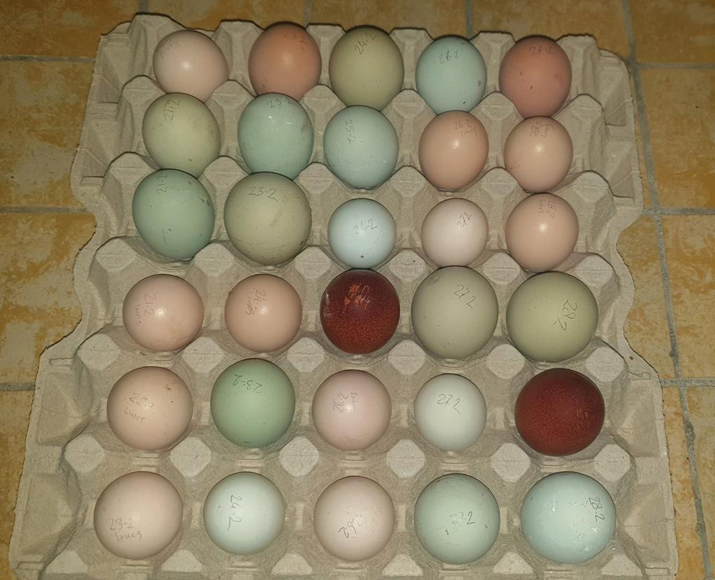 30 broedeieren mix, kleurleggers, €25, goede bevruchting, Geslacht onbekend, Kip
