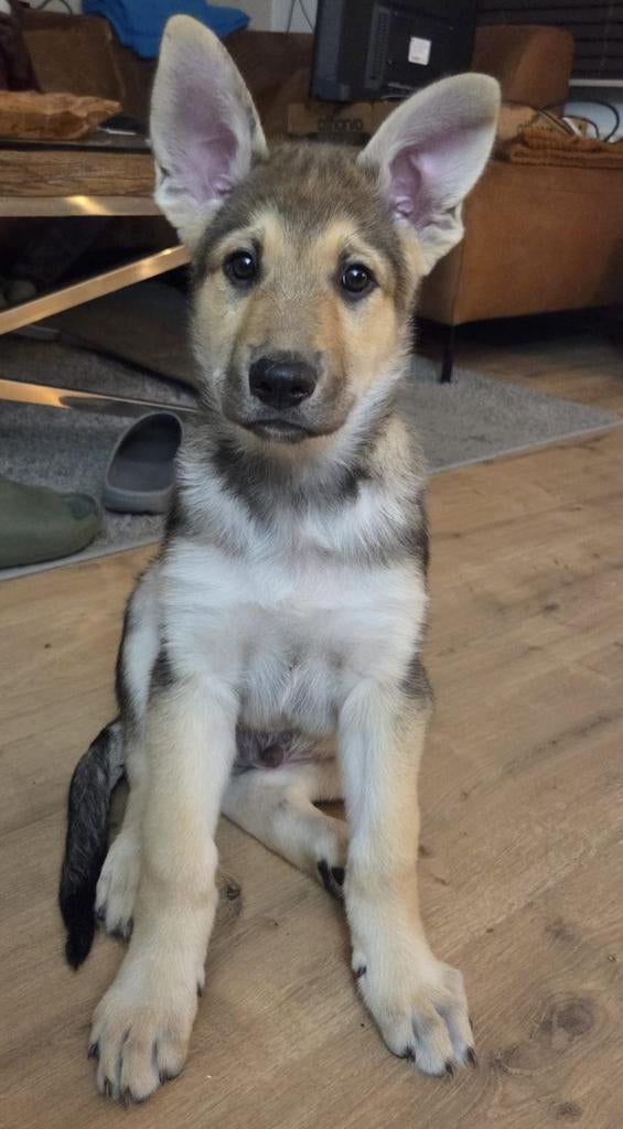 Tsjechoslowaakse Wolfhond mix pup, Dieren en Toebehoren, Honden | Niet-rashonden, Reu, 8 tot 15 weken, Groot, Eén hond