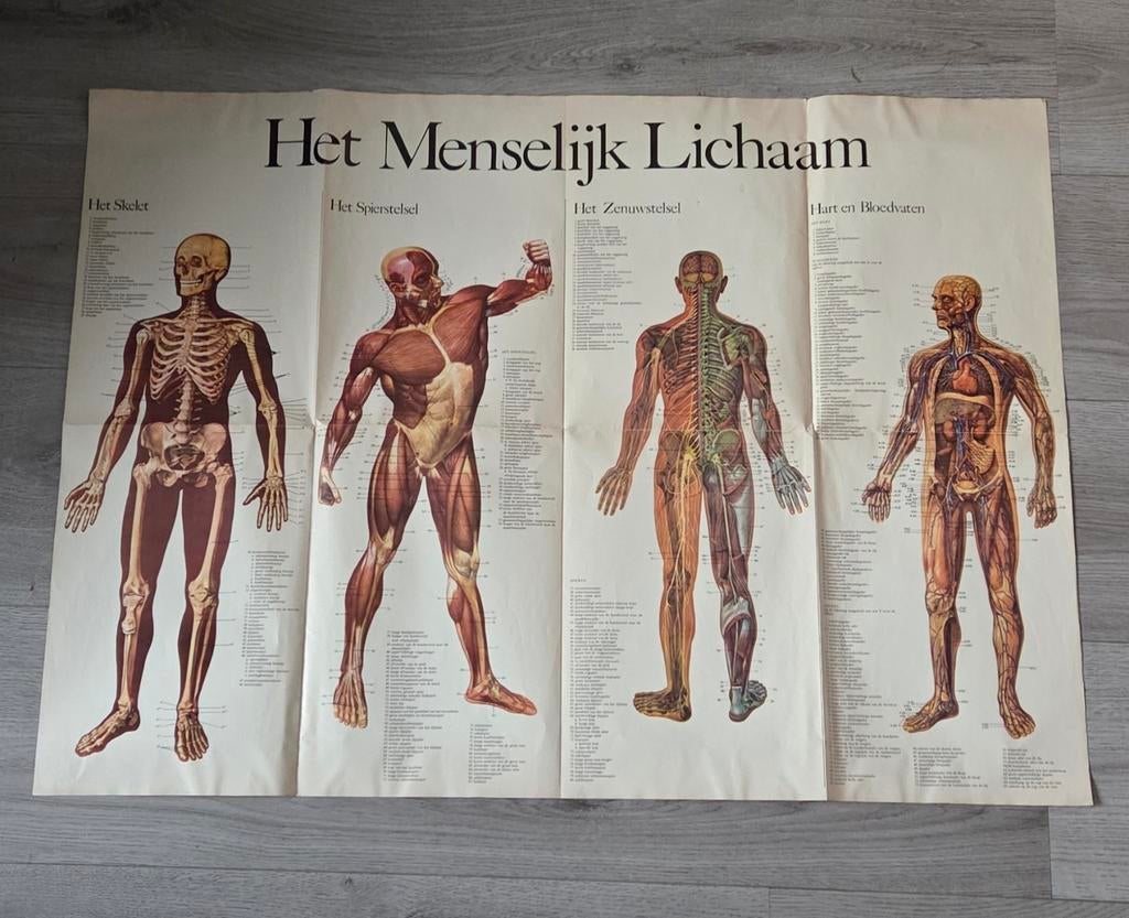Het menselijk lichaam poster, Deurposter of groter, Rechthoekig Liggend, Ophalen of Verzenden, Zo goed als nieuw