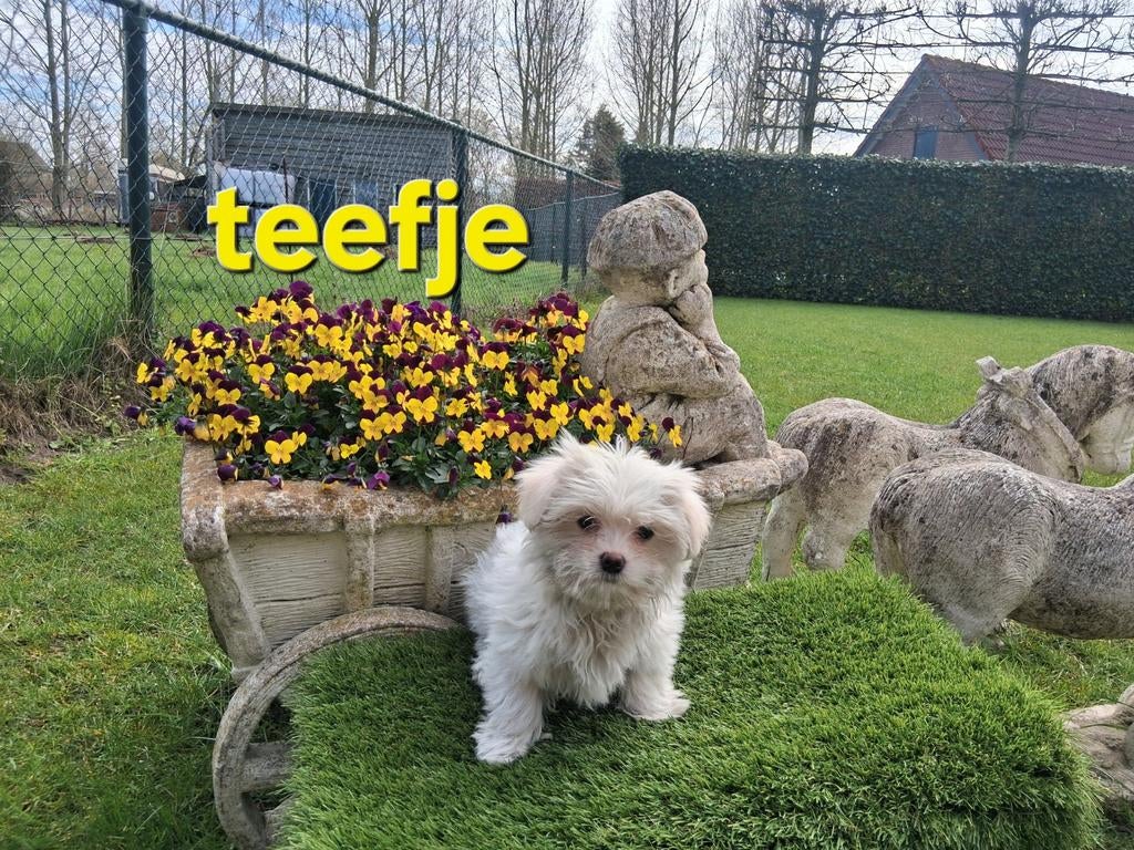 Te koop mooie  kleinblijvende speelse boomer pups, Parvo, 8 tot 15 weken, Meerdere, Meerdere dieren