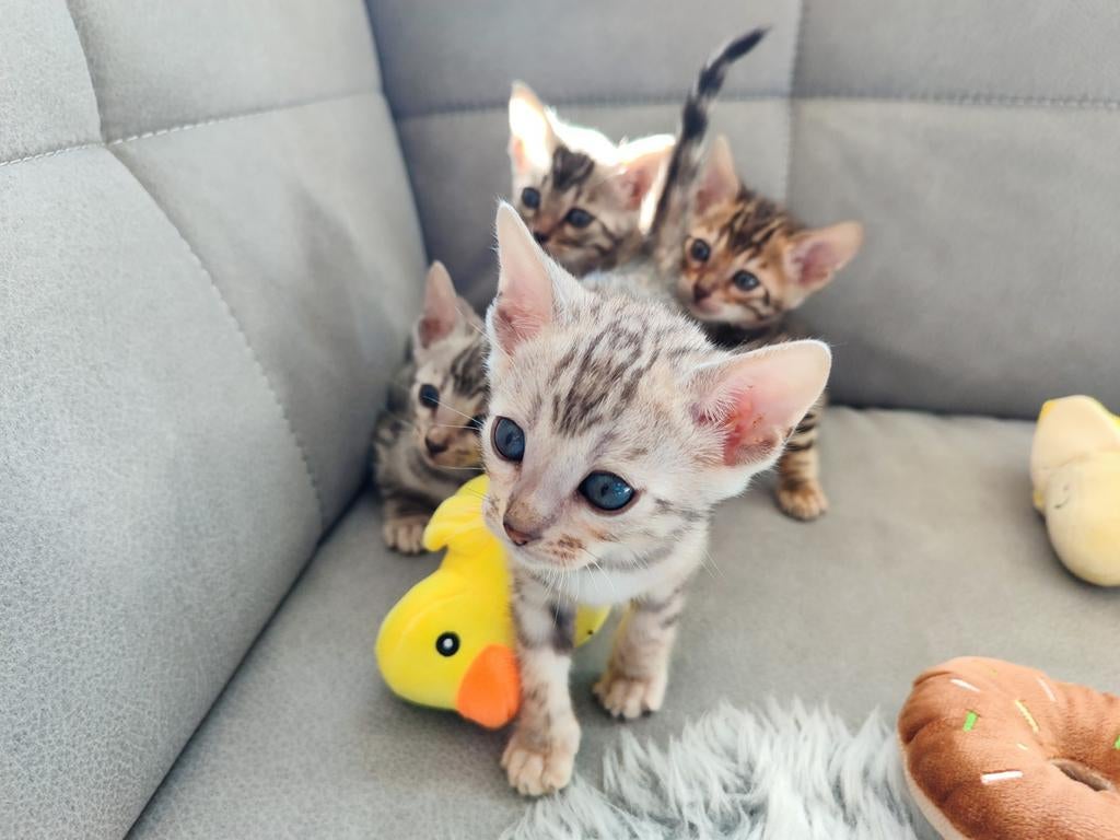 Bengaal Kittens, Dieren en Toebehoren